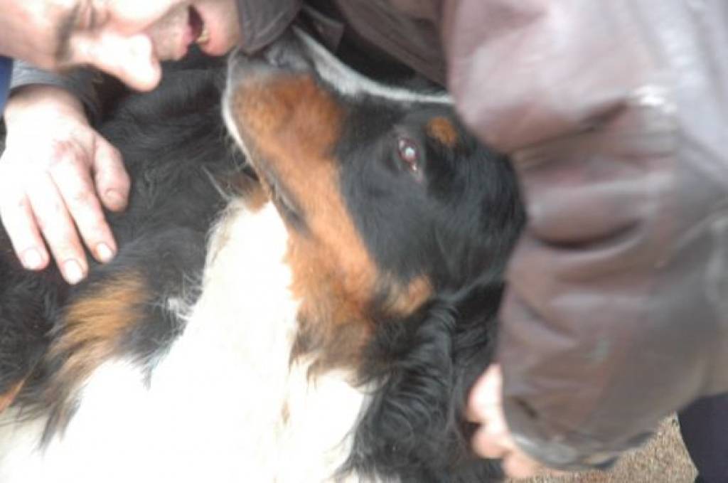 Autors: Sarmīte  Štrausa