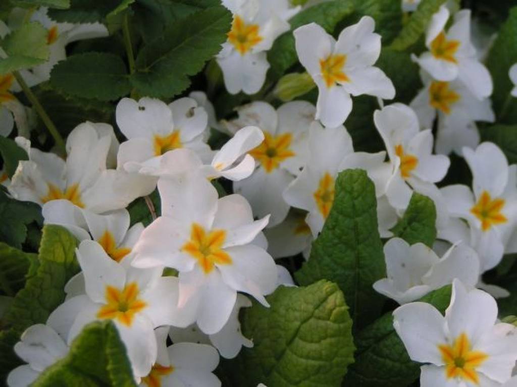 smaržīgi
Autors: Uldis  Dobelis