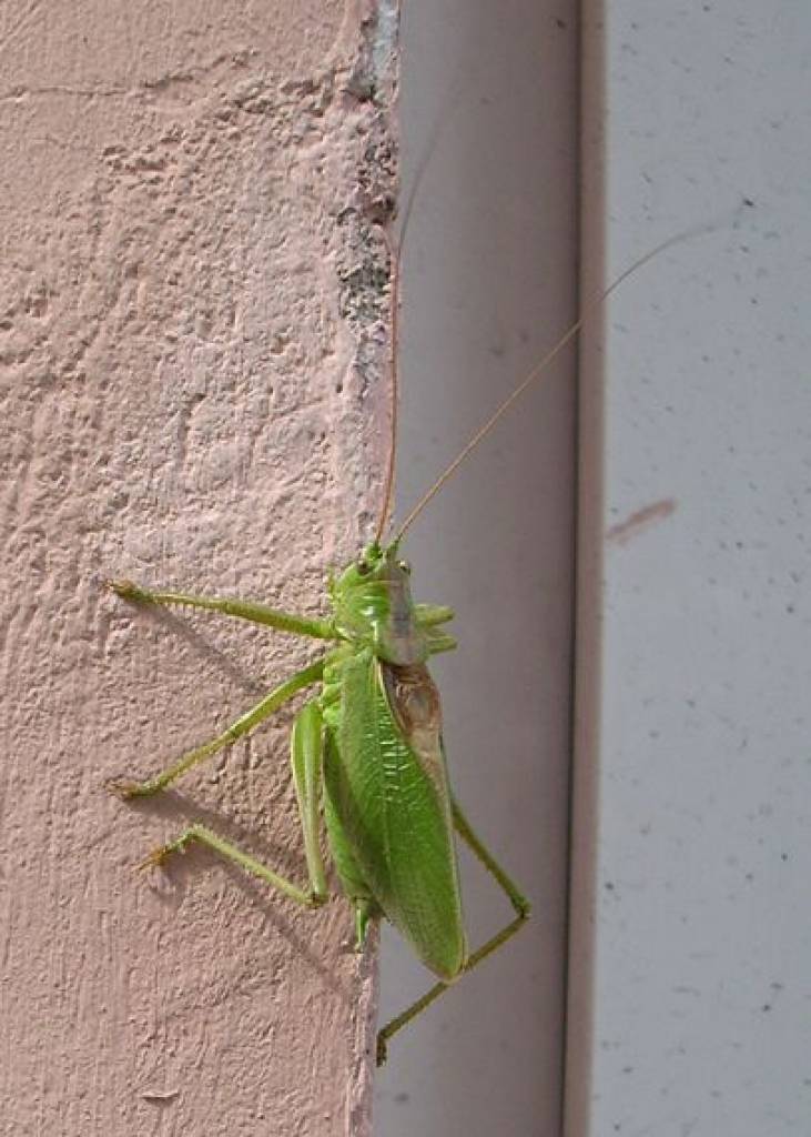 Autors: Aigars Prūsis