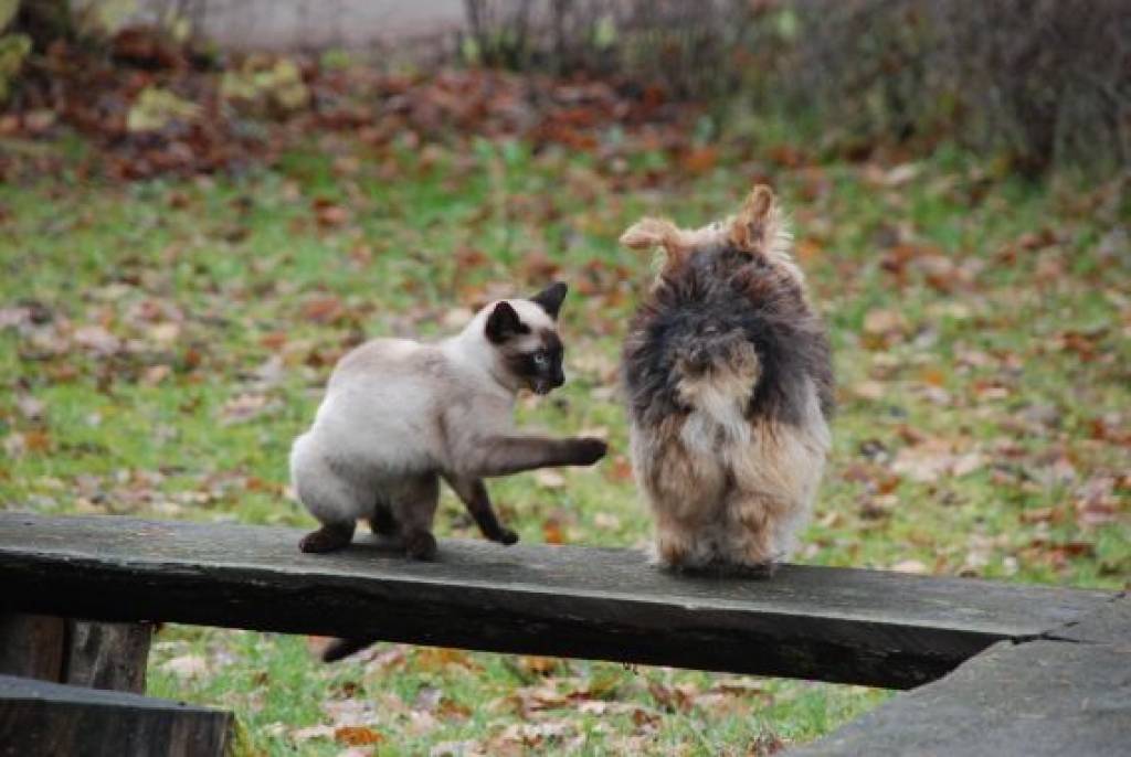 Autors: Sarmīte  Štrausa