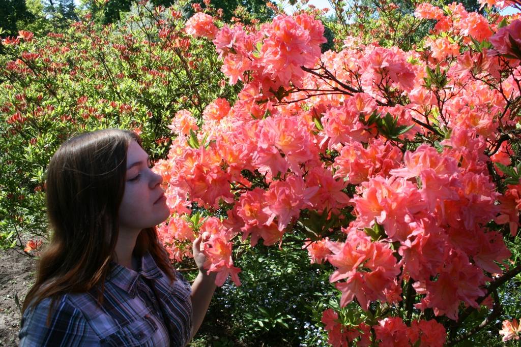 Latvijas Universitātes Botāniskajā dārzā šajās saulainajās dienās ar pilnu sparu sākuši ziedēt rododendri, dārza apmeklētājus priecējot ar dažādu krāsu skaistiem ziediem.

Pirmdien Botāniskajā dārzā bija apmeklētāju pieplūdums, kuri...
Autors: Uldis Dobelis