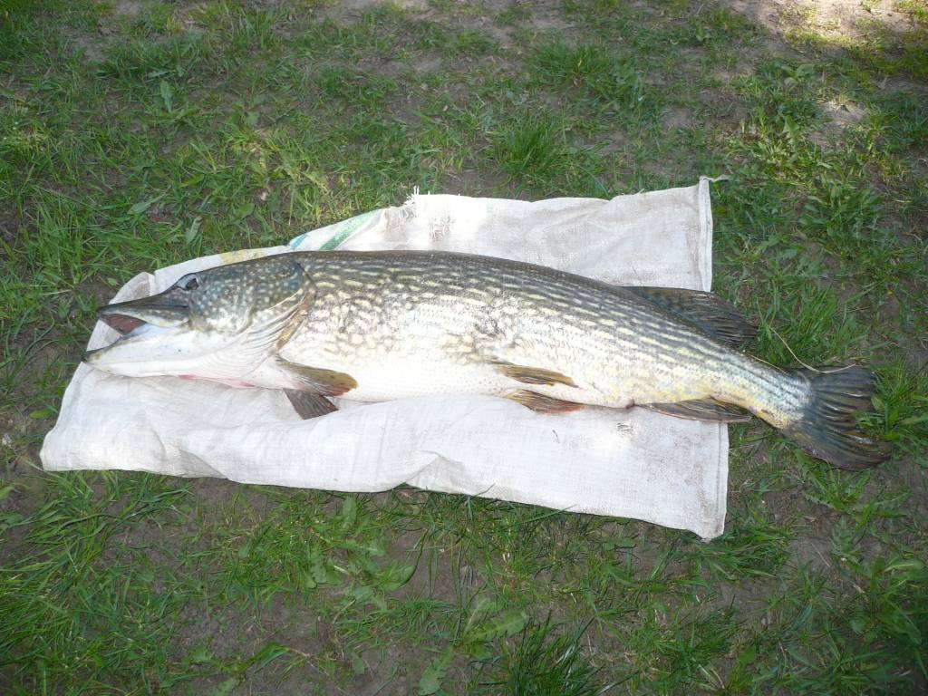 Nīcenieks Juris Neimanis Bārtas upē ticis pie diža loma – 12,425 kilogramus smagas un 105 centimetrus garas līdakas.
Autors: Sarmīte Štrausa