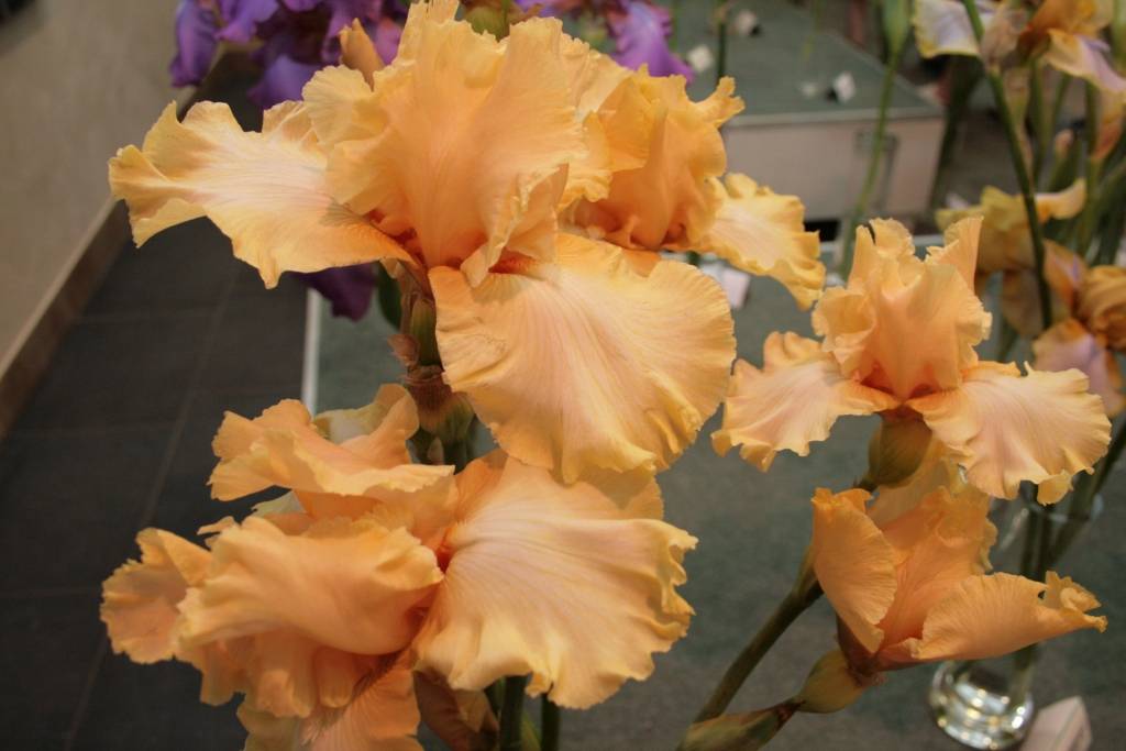 Pirmdien, 29. jūnijā, un otrdien, 30. jūnijā, no pulksten 10 līdz 18 Liepājas Latviešu biedrības namā var apskatīt īrisu un peoniju ziedu izstādi, iegādāties stādus un uzzināt jaunākās modes tendences.

Izstādē var redzēt bārdainos,...
Autors: Uldis Dobelis