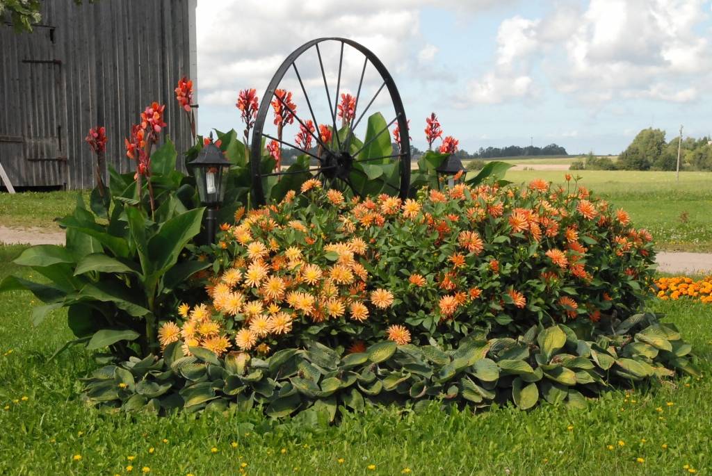 Vērgales pagasta “Rīdziņos” sākušies lielie dāliju ziedēšana svētki. Vītolu ģimenes aprūpē  ir ap 400 šķirņu liela dāliju kolekcija. Taču dālijas nav vienīgās saimnieces Ineses mīlules – viņas aprūpē ir arī prāva gladiolu un liliju dobe....
Autors: Sarmīte Štrausa