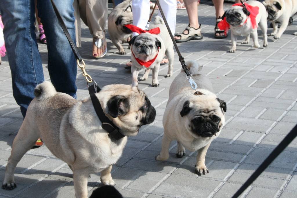 Svētdien, 23. augustā, Pētertirgū Liepājā notika mopsīšu tusiņš. Apmeklētājus priecēja aptuveni 20 mopsīši. Drosmīgākie no viņiem rādīja, ko bija samācījušies.
Autors: Uldis Dobelis