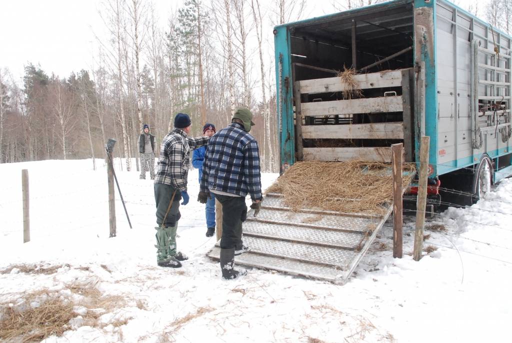 Papes daba parka pārstāvis Ints Mednis ar palīgu Aivaru Reini un mašīnas šoferīti Dzintaru Zālīti atver mašīnas aizmuguri un izliek norobežojumu, lai droši savvaļā deviņus zirgus, kas otrdien no Kandavas puses pārvesti uz Papi. Zirgi...