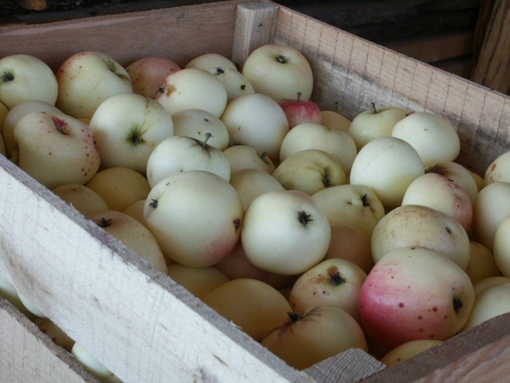 Autors: Dainis Ģelzis