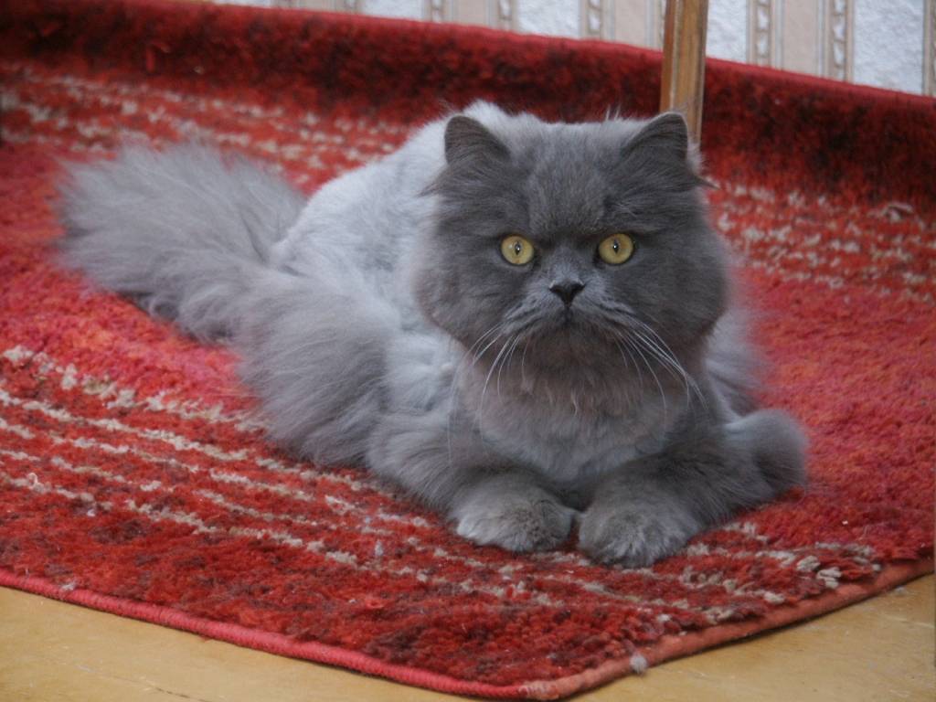 Autors: DAINIS ĢELZIS