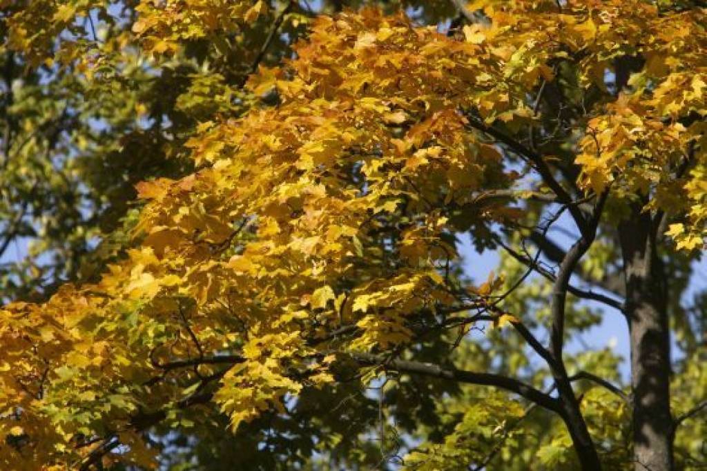 Autors: Raitis Puriņš, Dienas mediji