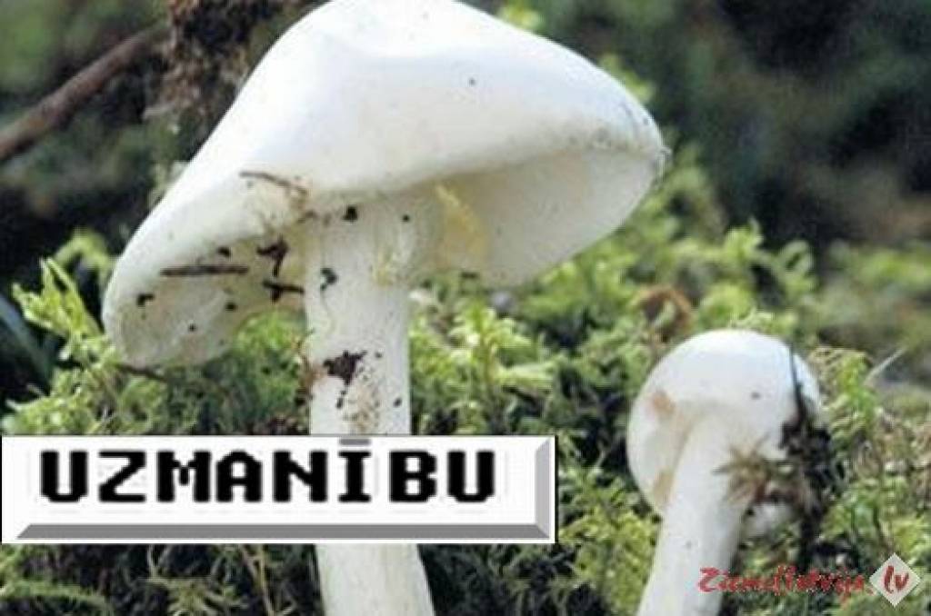 Autors: www.ziemellatvija.lv