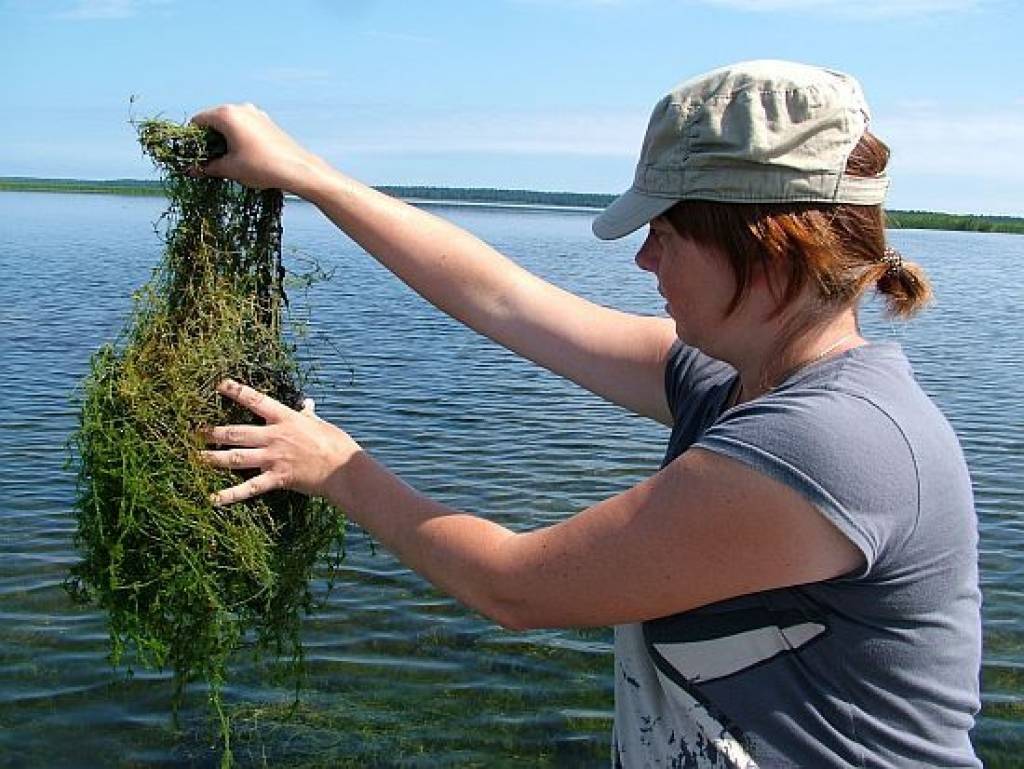 Mieturaļģe.
Autors: Publicitātes foto