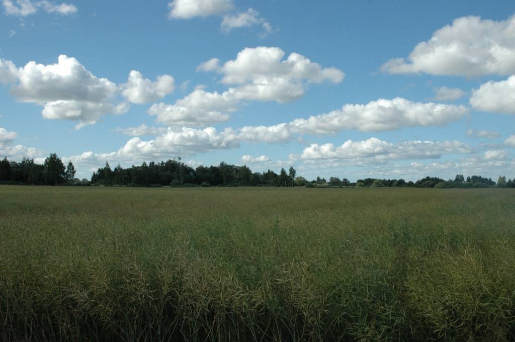 Autors: Dainis Ģelzis