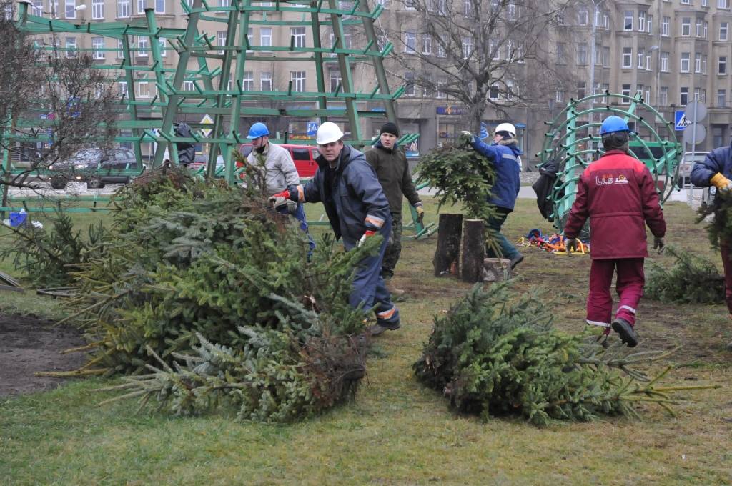Ir sākti darbi pie Liepājas galvenās egles uzstādīšanas. Liepājas pilsētas noformējumam Ziemassvētkos egles šogad piegādās zemnieku saimniecība 