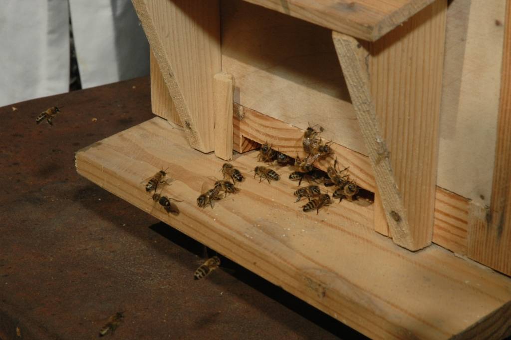 Autors: Dainis Ģelzis