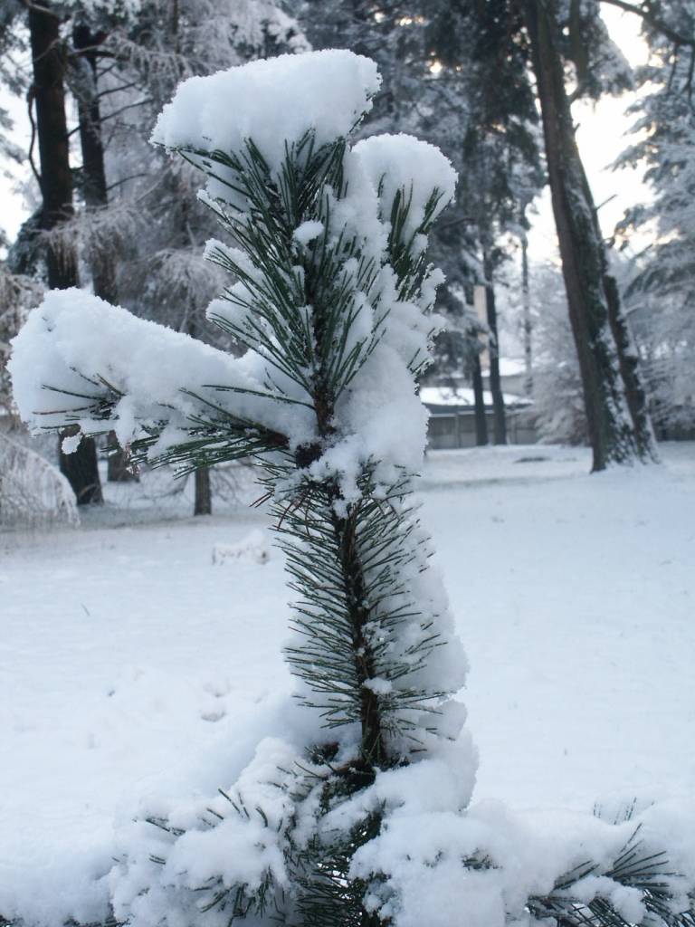 Autors: Dainis Ģelzis