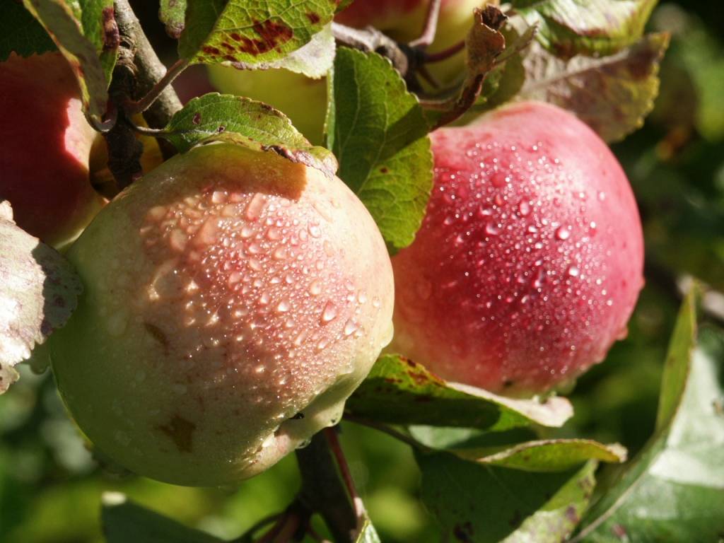 Autors: Dainis Ģelzis