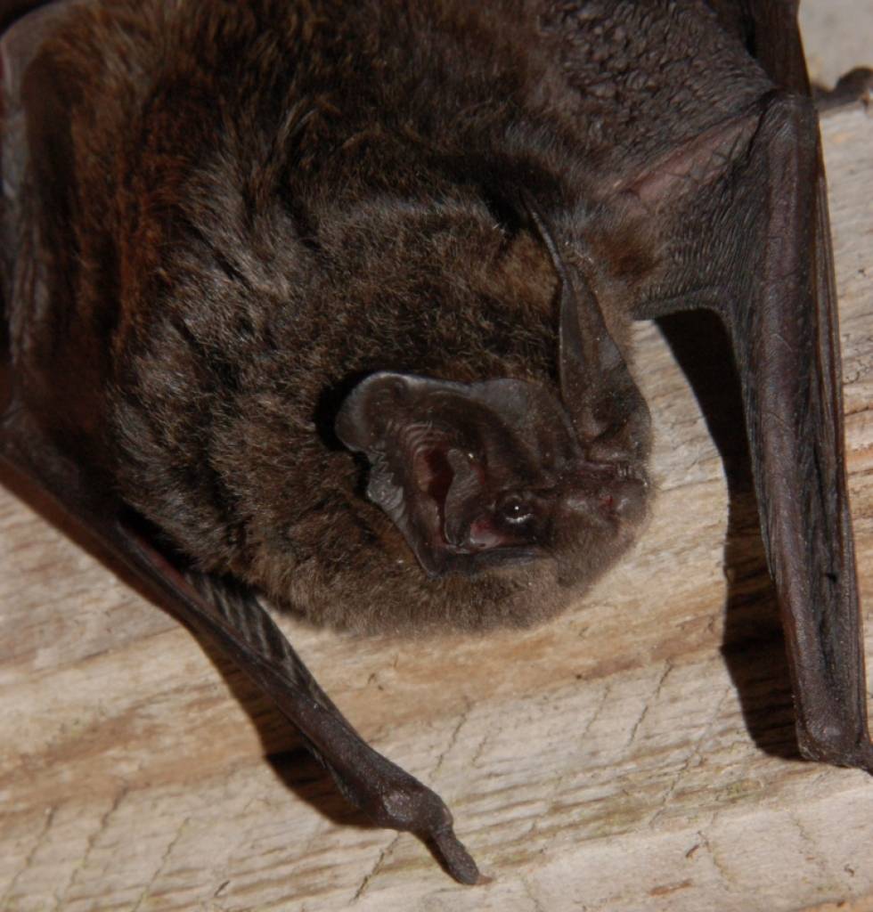 Autors: no LDM arhīva