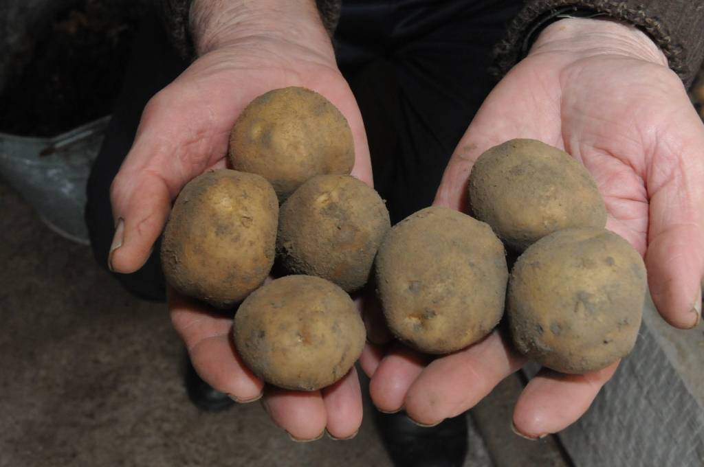 Autors: Dainis Ģelzis