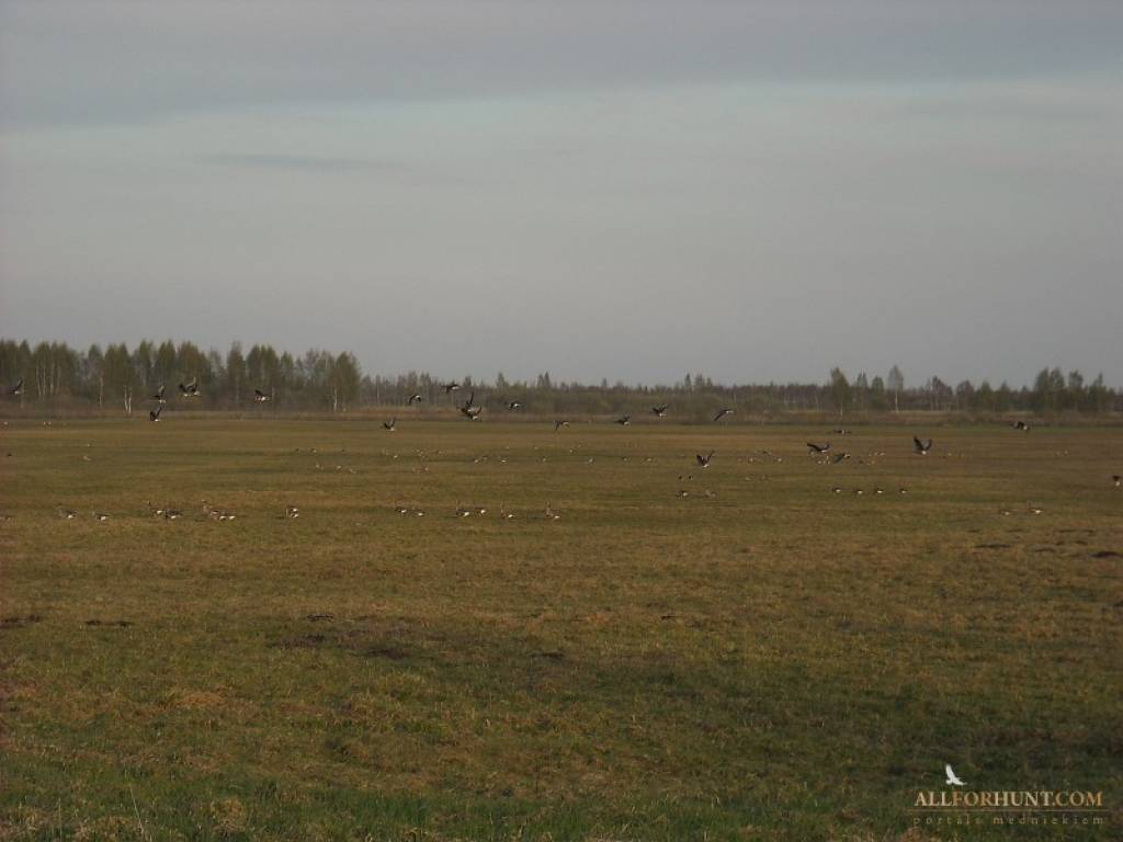 Autors: www.allforhunt.com