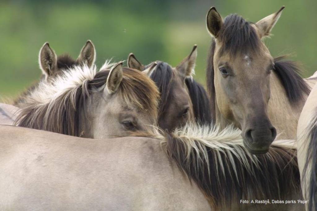Autors: A. Rastiņš