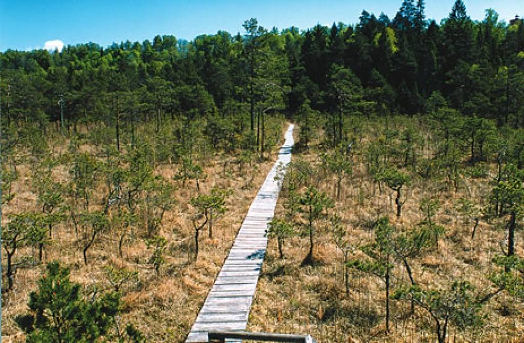 Autors: www.celotajs.lv