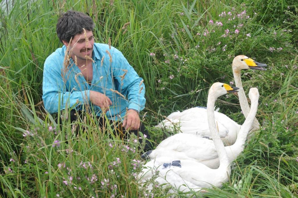 Pirmos Skrundas dīķos izdevās notvert trīs lidspalvas nometušos pieaugušos gulbjus
Autors: Dainis Ģelzis