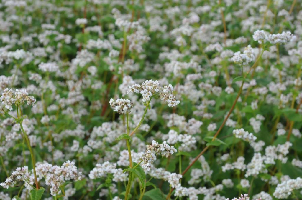 Griķu audzēšanu priekulnieks Jānis Palēvics sauc par hobija lauksaimniecību. Ar to nodarbojas, kopš sācis kopt zemi. Priekulē viņš griķus audzē desmit hektāros, bet iesējis arī laukos Medzē un Tāšos. Kopumā tie ražo 30 hektāros.
Autors: ReKurZeme, portāls