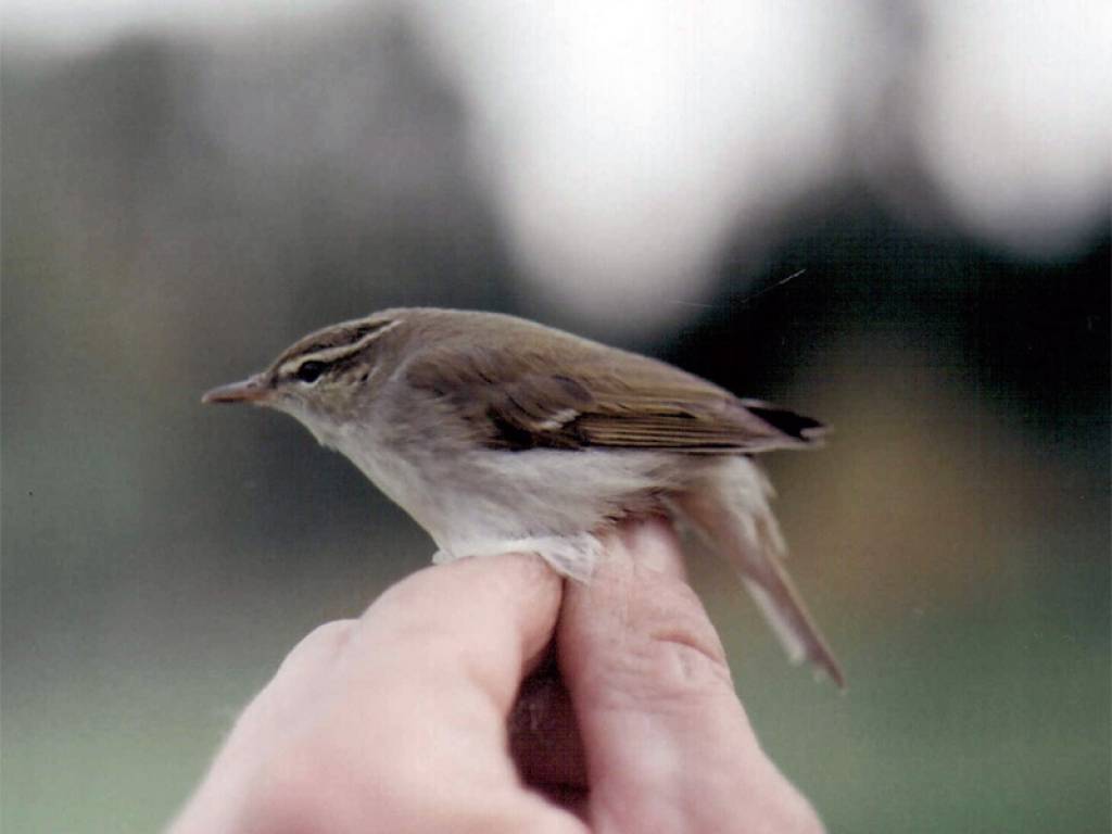 Autors: www.latvijasputni.lv