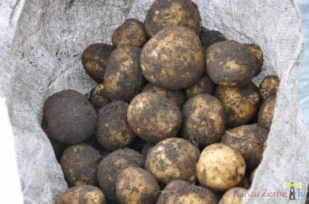 Autors: Dainis Ģelzis