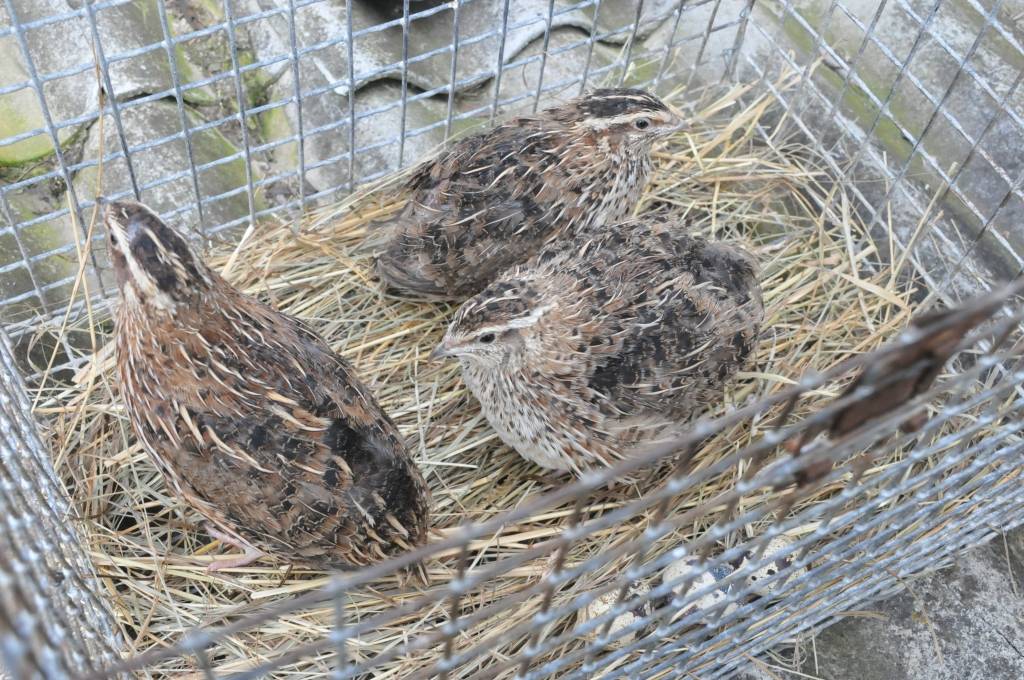 Ilma un Edmunds Rubeņi Medzes pagasta „Elčukos” līdztekus šķirnes trušu izkopšanai pievērsušies arī paipalu audzēšanai. Lai arī uzkrāta zināma pieredze, šajā jomā jāmācās visu mūžu, atzīst saimnieki. 
Autors: ReKurZeme, portāls