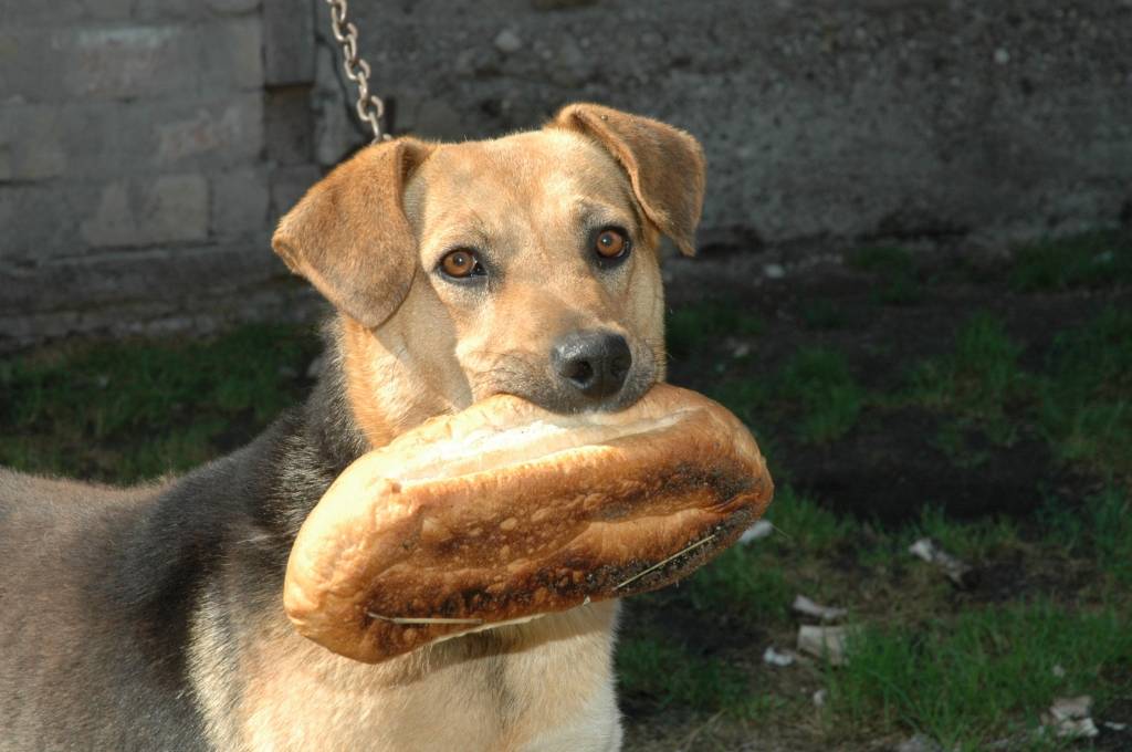 Autors: Dainis Ģelzis