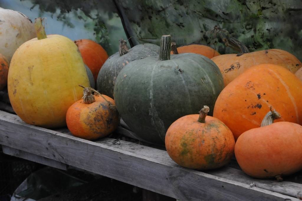 Līdzīgi kā gurķi, zemenes vai citas pašmāju dārza veltes, ķirbji ir sezonas prece. Lielākais pieprasījums pēc tiem ir tieši rudenī un ziemā, pārliecinājušies ķirbju audzētāji no “Vērgales Birzmaļiem” Pūpolu ģimene. Saimniece Rigonda Pūpola...
Autors: Iluta Dreimane