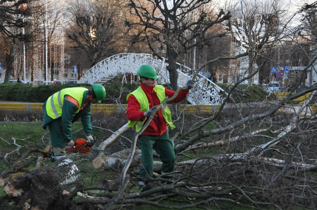 Komunālās pārvaldes darbinieki sazāģē nolauzto bērzu Rožu laukumā.
Autors: Dainis Ģelzis