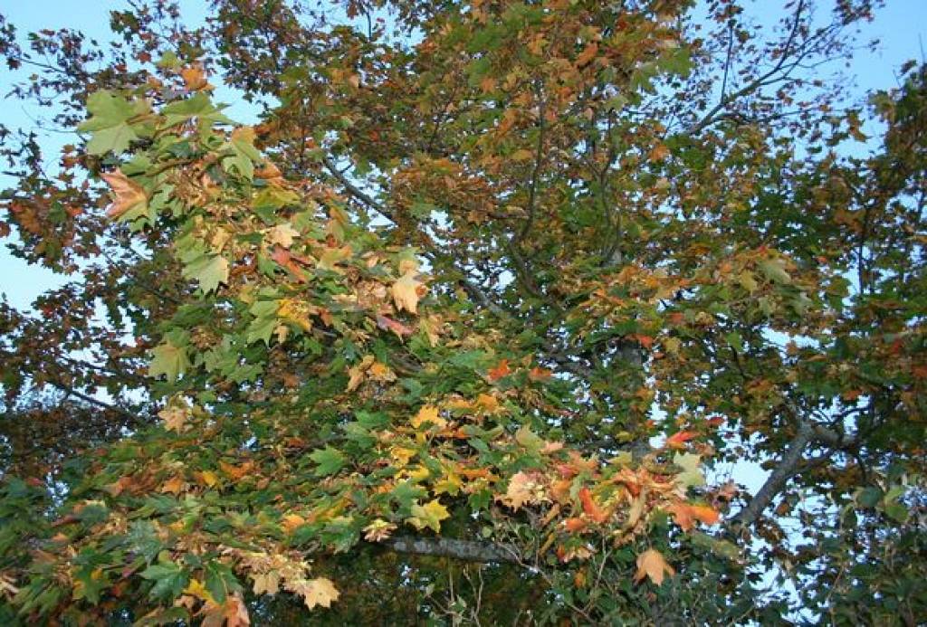 Autors: Aigars Štāls