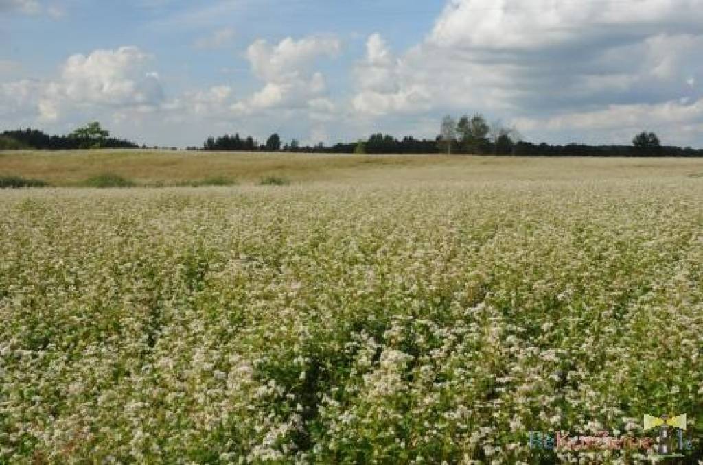 Autors: Dainis Ģelzis