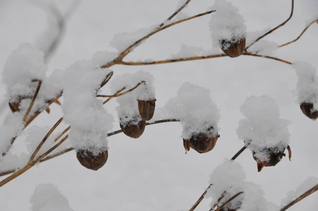 Autors: ReKurZeme, portāls