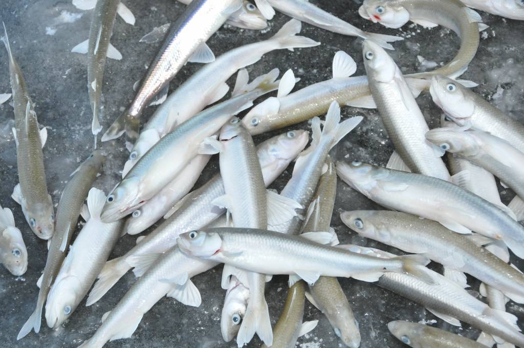 Autors: Dainis Ģelzis