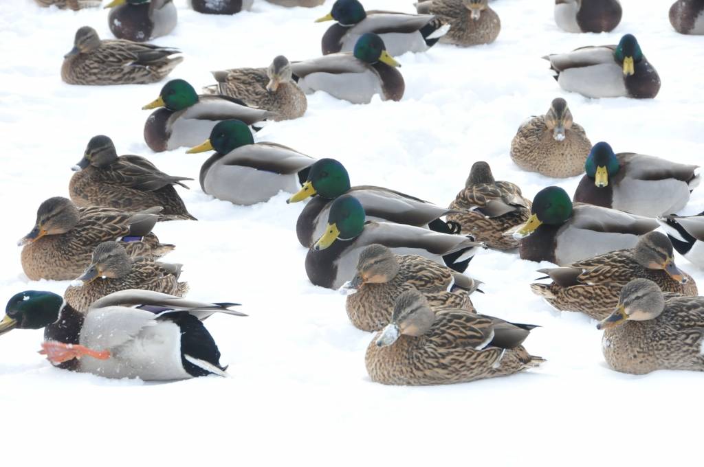 Autors: ReKurZeme, portāls