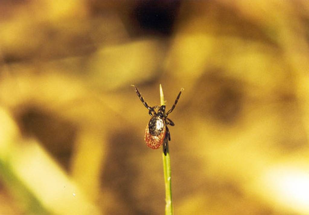 Autors: Publicitātes foto