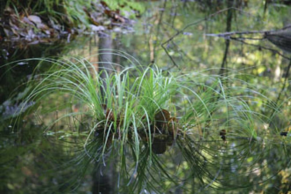 Autors: videsvestis.lv