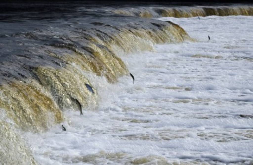 Autors: copeslietas.lv