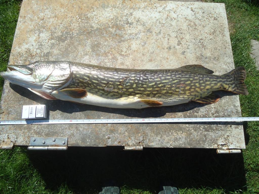 Spiningošanas sezona Liepājas ezerā atklāta ar 9,30 kg smagu līdaku - foto iesūtījusi portāla lasītāja Daiga.
Autors: ReKurZeme, portāls