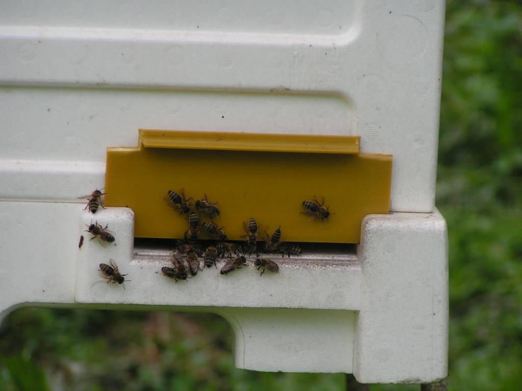 Autors: Anita Platace