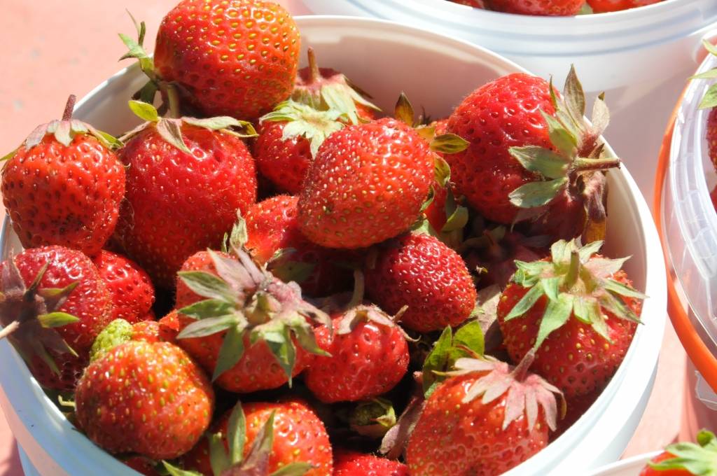 Lūcija Jurševska ar mazmeitu Teiksmu Matuti pie benzīntanka Nīcā iekārtojušas savu stendu un pārdod zemenes. Jau ceturto gadu L. Jurševska ar vēl kādu kundzi tur pārdod pašu izaudzētās ogas.

Par to, kā viņām veicas, lasiet 