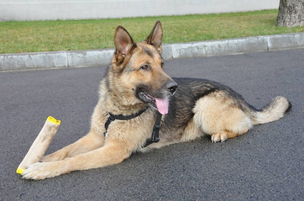 Autors: Dainis Ģelzis