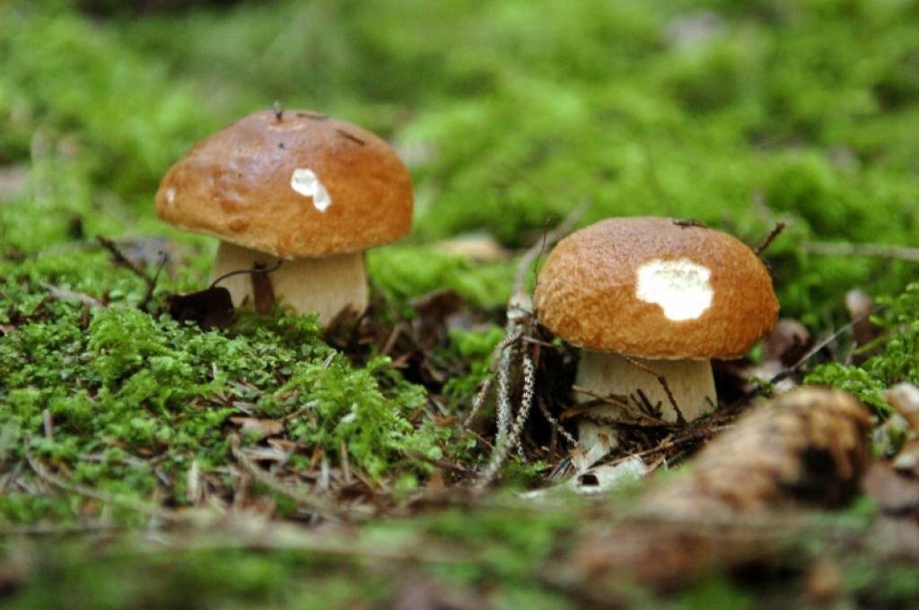 Autors: Publicitātes foto