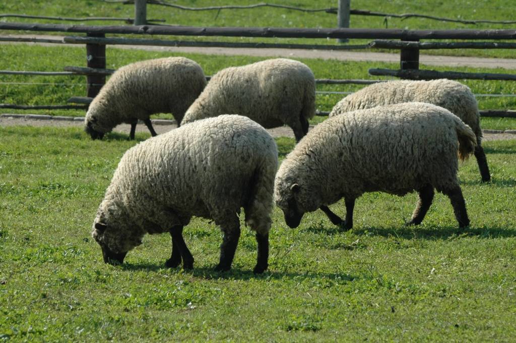 Autors: Dainis Ģelzis