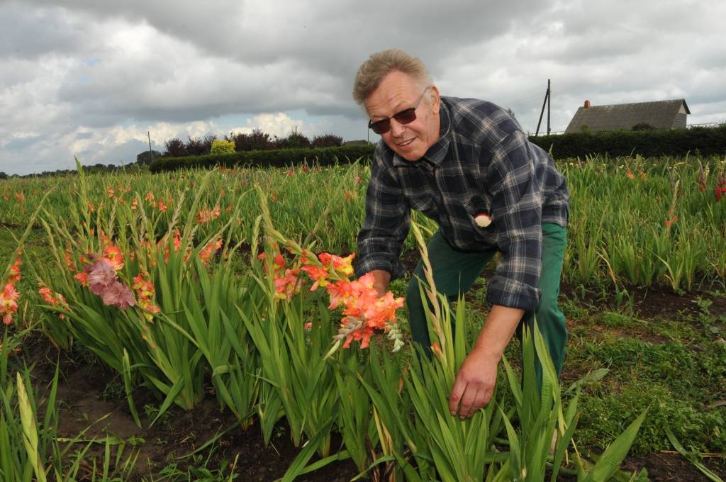 Nīcas pagasta “Lūšos” gladiolas zied jau vairākus desmitus gadu. Šie ziedi nav īpaši kaprīzi, bet prasa daudz roku darba, stāsta to audzētājs Voldemārs Klucis. 

Viņš rēķina, ka nelielās platībās gladiolas ir izdevīgāk audzēt nekā...
Autors: ReKurZeme, portāls