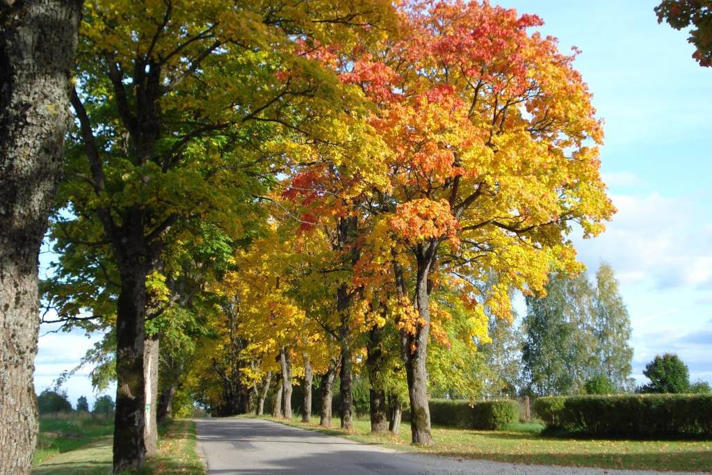 Autors: www.sigmas.lv