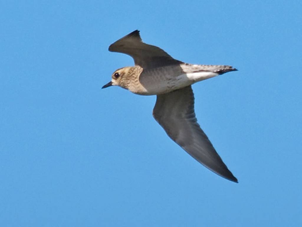 Autors: Jānis Jansons